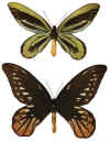 O_alexandrae.jpg (29066 octets)