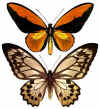 O_croesus_lydius.jpg (36706 octets)