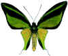 O_meridionalis.jpg (53567 octets)