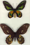 O_rotschildi.jpg (38054 octets)