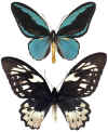 Ornithoptera_aesacus.jpg (40470 octets)