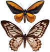 Ornithoptera_croesus.jpg (44266 octets)
