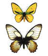 Ornithoptera_euphorion.jpg (138387 octets)