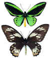 Ornithoptera_priamus_alberio.jpg (32668 octets)