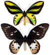 Ornithoptera_tithonus_misresiana.jpg (37052 octets)