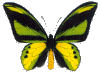 ornithoptera_chimaera.gif (46795 octets)