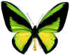 ornithoptera_goliath_procus.jpg (22108 octets)