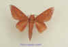 Adeloneivaia boisduvalii