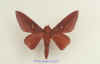 Adelowalkeria plateada