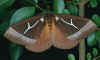 Dirphia lichyi female