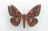 Procitheronia_fenestrata.jpg (39714 octets)