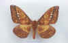 Procitheronia_principalis.jpg (49670 octets)