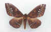 Procitheronia_purpurea.jpg (46791 octets)
