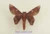 Ptiloscola photophila