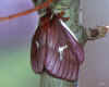 cerodirphia speciosa