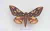 citheronia_brissotii.jpg (41339 octets)