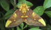 citheronia lobesis