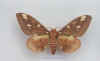 citheronia_regalis.jpg (43316 octets)