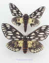 citheronia_vogleri.jpg (57162 octets)