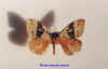 dirphia acidalia