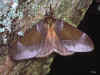 dirphia avia