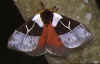 dirphia lichy male