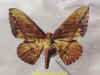 eacles_barnesi.jpg (22592 octets)