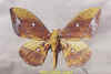 eacles_ducalis_m1.jpg (27410 octets)
