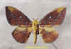 eacles_ducalis_m2.jpg (24675 octets)