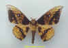 eacles_guianensis.jpg (24624 octets)