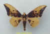 eacles_imperialis_cacicus_m1.jpg (24367 octets)