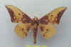 eacles_imperialis_cacicus_m2.jpg (23831 octets)