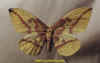eacles_imperialis_imperialis_f.jpg (21620 octets)