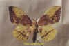 eacles_imperialis_imperialis_m.jpg (24655 octets)