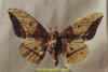 eacles_imperialis_magnifica_m.jpg (23512 octets)