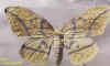 eacles_imperialis_oslari_f.jpg (32005 octets)