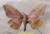 eacles_imperialis_oslari_m1.jpg (24053 octets)