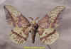 eacles_imperialis_oslari_m2.jpg (24023 octets)
