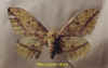 eacles_imperialis_pini_f.jpg (23709 octets)