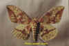 eacles_imperialis_pini_m.jpg (20860 octets)