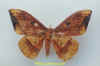 eacles_ormondei_peruviana.jpg (27615 octets)