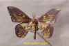 eacles_ormondei_violacea.jpg (23856 octets)