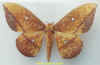 eacles_penelope.jpg (29435 octets)