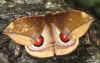 gamelia rubrilina lichy