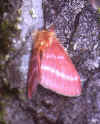 hylesia ebalus