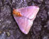 hylesia ebalus