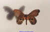 hyperchiria aniris