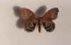 hyperchiria nausica