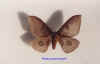 leucanella maasseni