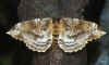 molippa basina